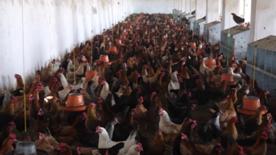 Over 1 Billion Dollars Invested in Afghanistan’s Poultry Sector