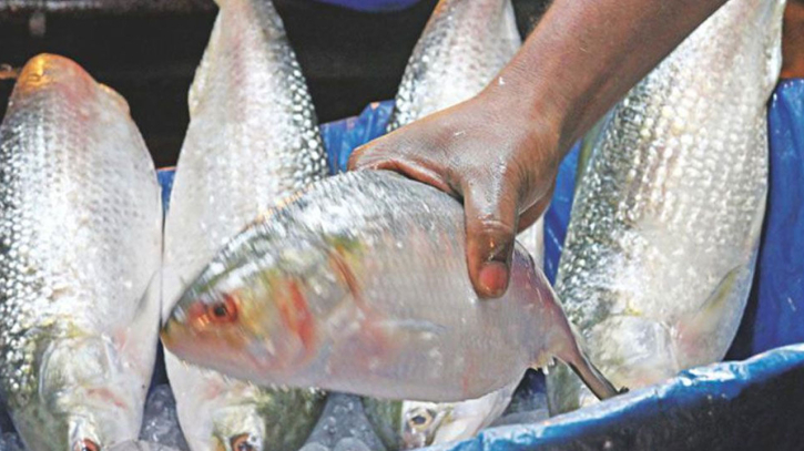 File photo of Hilsha fish